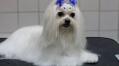 Rasa psa-towarzystwa